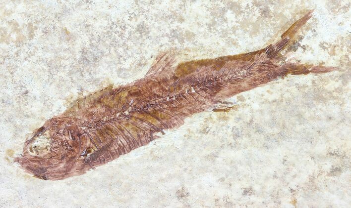 Knightia Fossil Fish - Wyoming #60814